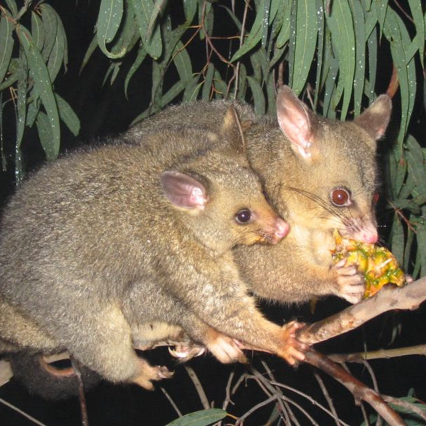 New Zealand possums