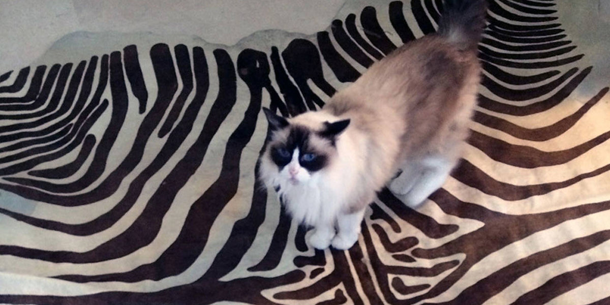 Cowhide Cleaning Treat Animal Pee Urine Smells on Cowhides —