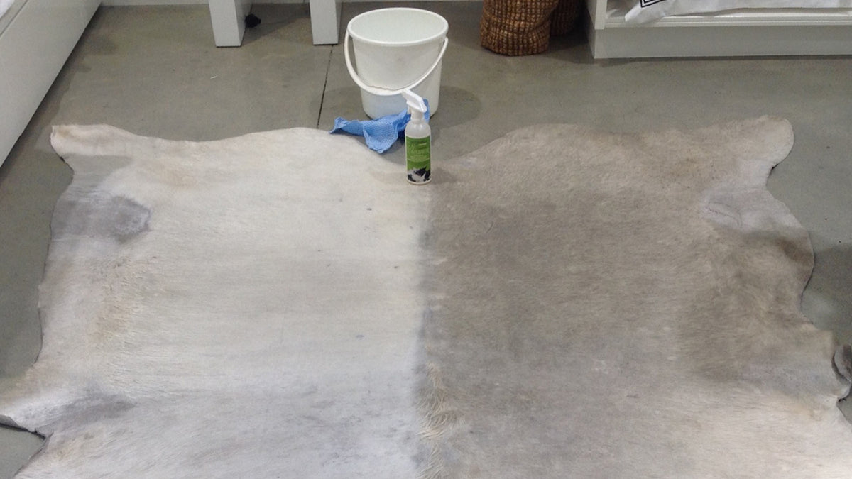Cowhide Cleaning Case Study A Dirty White Cowhide Rug —
