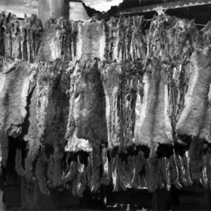 Historical photo of possum skins in New Zealand