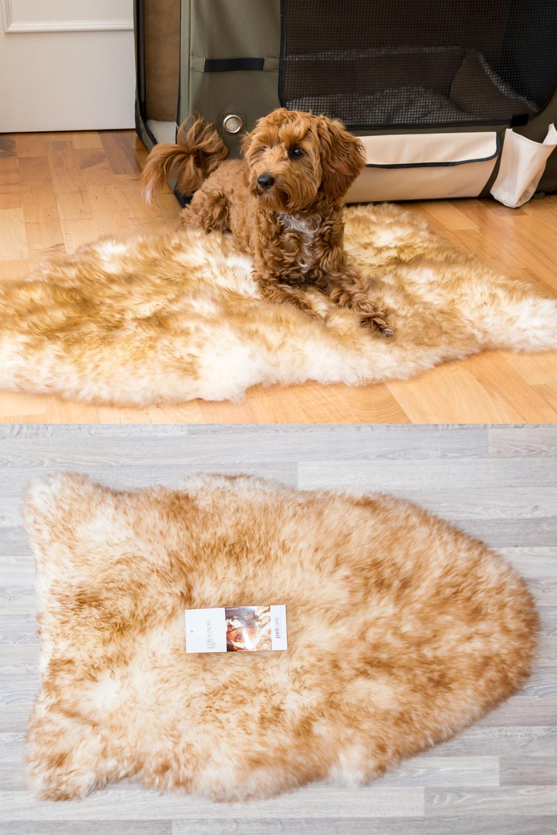 Large Sheepskin Pet Rug | Warm Wool Dog Beds NZ — Gorgeous Creatures